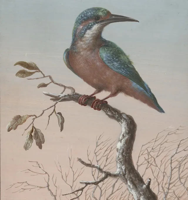 Barbara_Regina_Dietzsch-Vier_gouaches_van_vogels-RP-T-1918-473