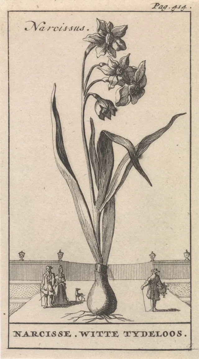 Caspar_Luyken-Narcis-RP-P-1896-A-19368-1171