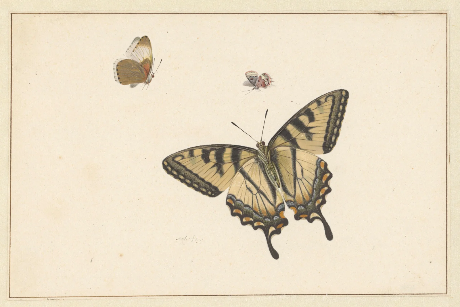 Herman_Henstenburgh-Three_Butterflies-RP-T-1899-A-4261