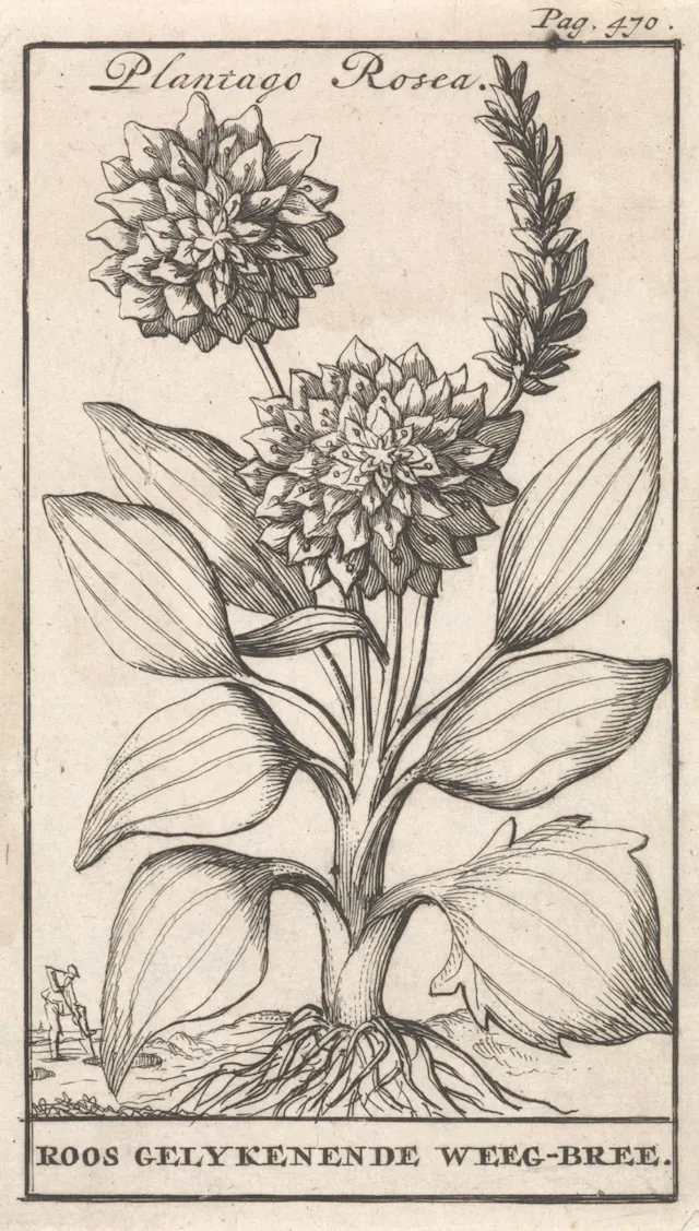 Jan_Claesz_ten_Hoorn-Plantago_Rosea_Roos_gelykenende_Weeg-bree-RP-P-1896-A-19368-1178