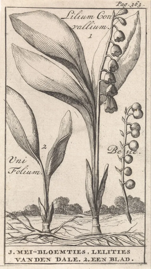 Jan_Claesz_ten_Hoorn-Title_Page_and_Eight_Prints_with_Flowers-RP-P-1896-A-19368-1168