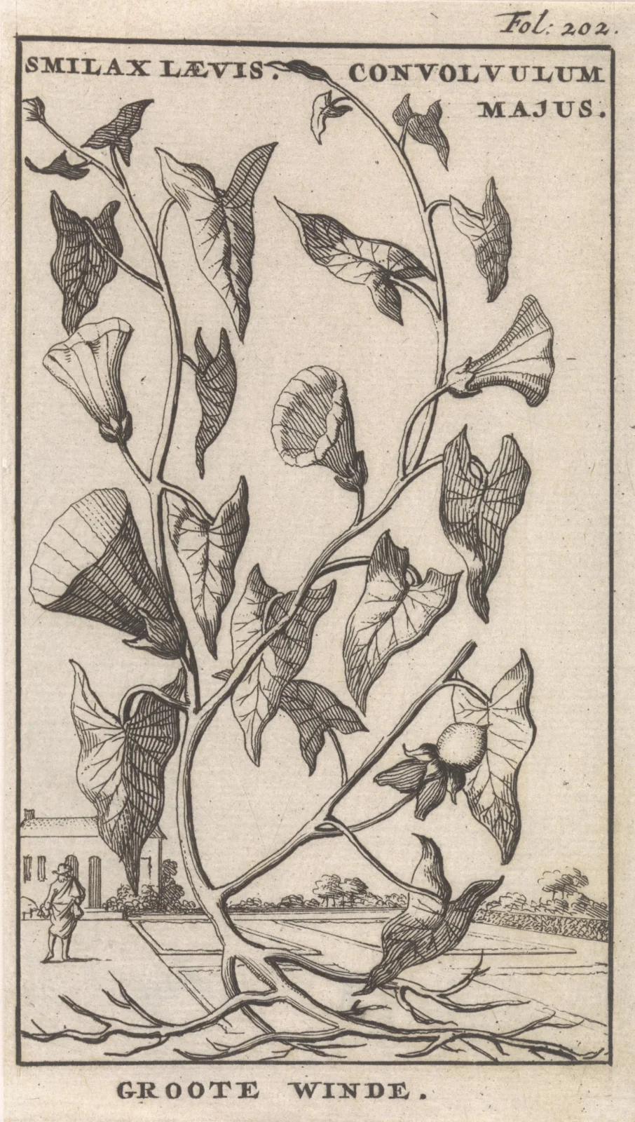 Jan_Claesz_ten_Hoorn-Title_Page_and_Eight_Prints_with_Flowers-RP-P-1896-A-19368-1152