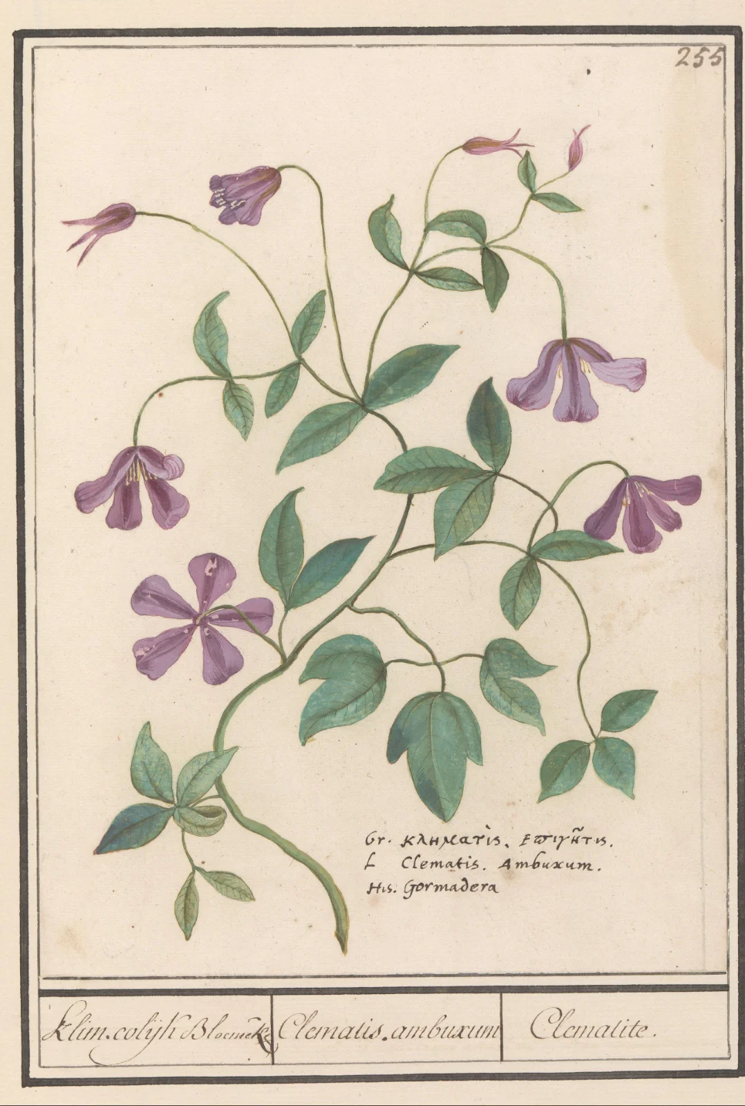 Unknown-Clematis-RP-T-BR-2017-1-10-59