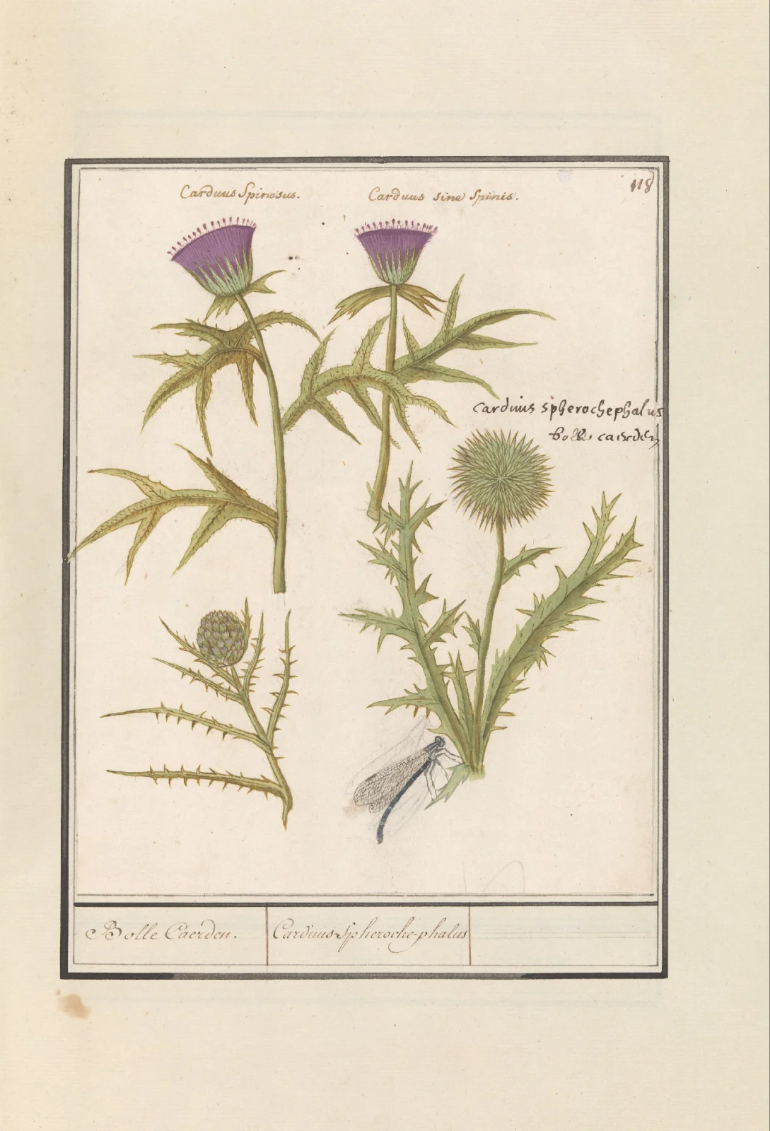 Unknown-Distel_(Carduus)_en_artisjok_(Cynara_cardunculus)-RP-T-BR-2017-1-9-23