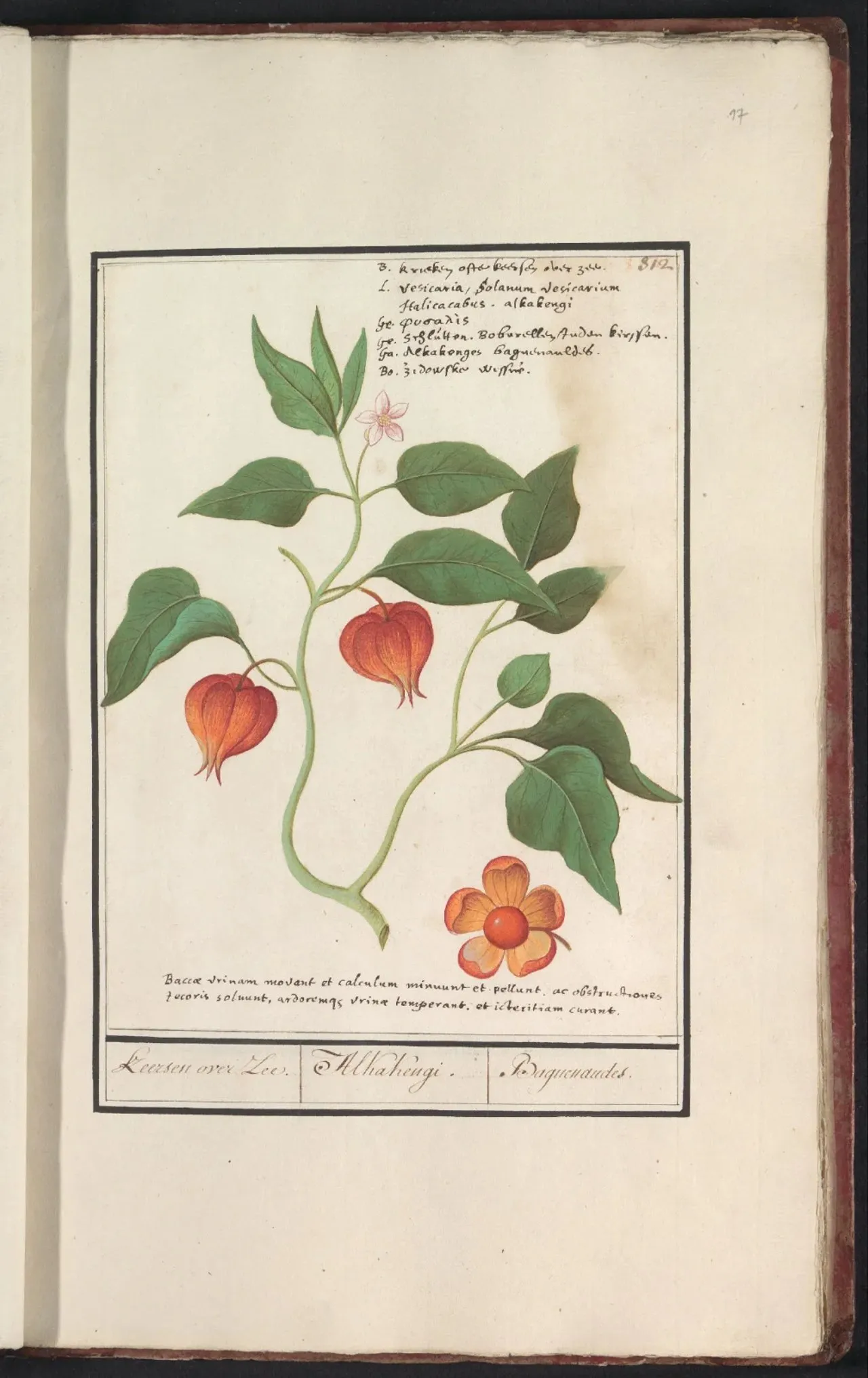 Laser cut and engrave Unknown-Goudbes_(Physalis_peruviana)-RP-T-BR-2017-1-11-17