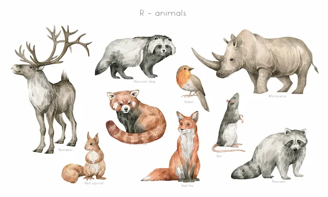 Collection Of Various Wild Animal Illustrations