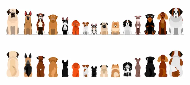 Collection Of Various Dog Breeds