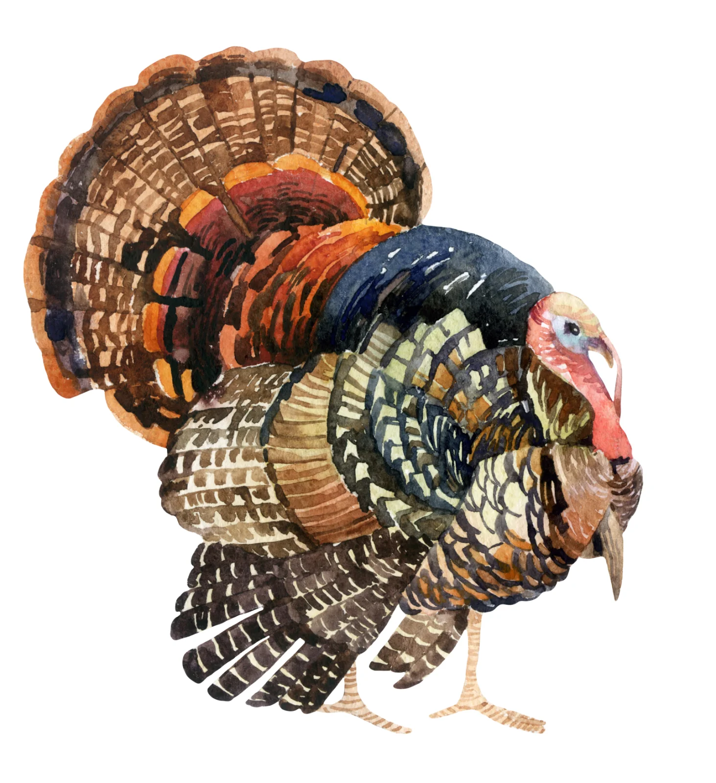 Watercolor Turkey Bird With Fan Tail