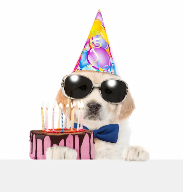 Puppy With Birthday Cake And Hat